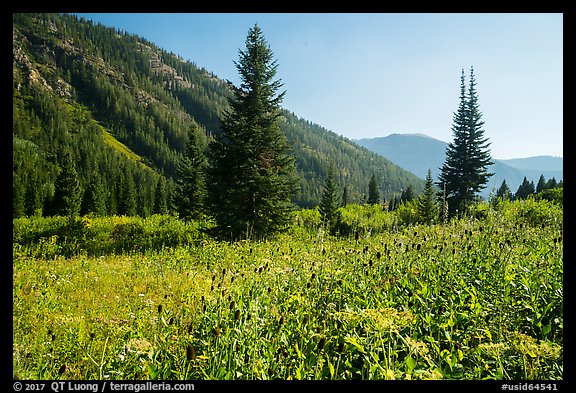 Meadow in late summer, Huckleberry Trail. Jedediah Smith Wilderness,  Caribou-Targhee National Forest, Idaho, USA (color)