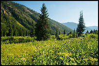 Meadow in late summer, Huckleberry Trail. Jedediah Smith Wilderness,  Caribou-Targhee National Forest, Idaho, USA ( color)