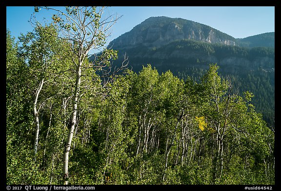 Aspen and mountain in late summer, Huckleberry Trail. Jedediah Smith Wilderness,  Caribou-Targhee National Forest, Idaho, USA (color)