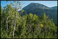 Aspen and mountain in late summer, Huckleberry Trail. Jedediah Smith Wilderness,  Caribou-Targhee National Forest, Idaho, USA ( color)