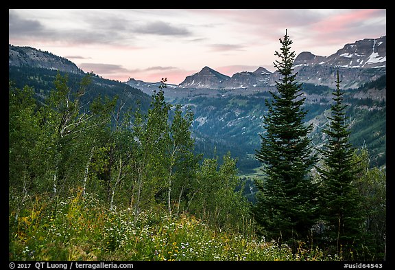 Wildflowers and valley and sunrise, Face Trail. Jedediah Smith Wilderness,  Caribou-Targhee National Forest, Idaho, USA (color)