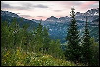 Wildflowers and valley and sunrise, Face Trail. Jedediah Smith Wilderness,  Caribou-Targhee National Forest, Idaho, USA ( color)