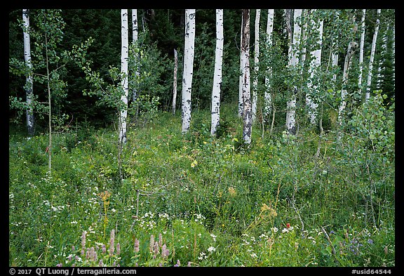 Wildflowers and aspen. Jedediah Smith Wilderness,  Caribou-Targhee National Forest, Idaho, USA (color)