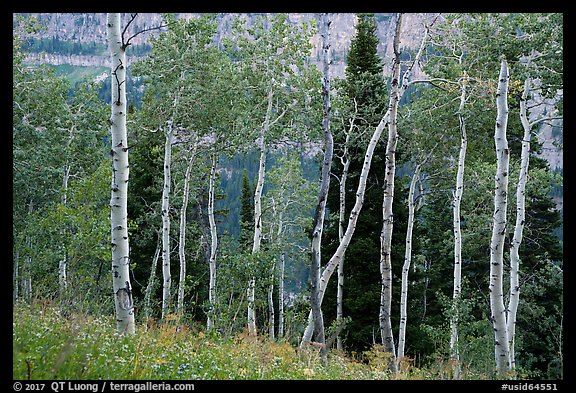 Aspen and distant cliffs. Jedediah Smith Wilderness,  Caribou-Targhee National Forest, Idaho, USA (color)