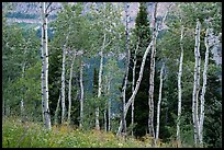 Aspen and distant cliffs. Jedediah Smith Wilderness,  Caribou-Targhee National Forest, Idaho, USA ( color)