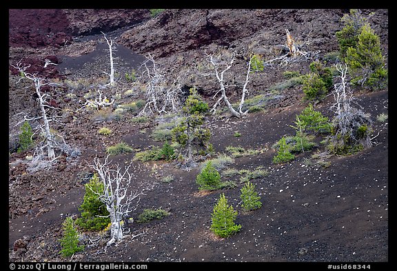 Tree skeltons and sapplings in North Crater cinder cone. Craters of the Moon National Monument and Preserve, Idaho, USA