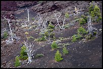 Tree skeltons and sapplings in North Crater cinder cone. Craters of the Moon National Monument and Preserve, Idaho, USA ( color)