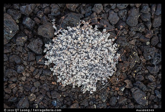 Close-up of dwarf buckwheat and cinders. Craters of the Moon National Monument and Preserve, Idaho, USA (color)