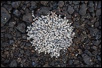 Close-up of dwarf buckwheat and cinders. Craters of the Moon National Monument and Preserve, Idaho, USA ( color)