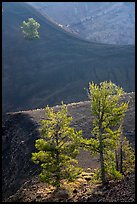 Limber pines in Big Craters. Craters of the Moon National Monument and Preserve, Idaho, USA ( color)