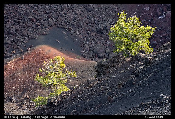 Limber pines with lava rocks and colorful cinder in Big Craters. Craters of the Moon National Monument and Preserve, Idaho, USA (color)