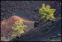 Limber pines with lava rocks and colorful cinder in Big Craters. Craters of the Moon National Monument and Preserve, Idaho, USA ( color)