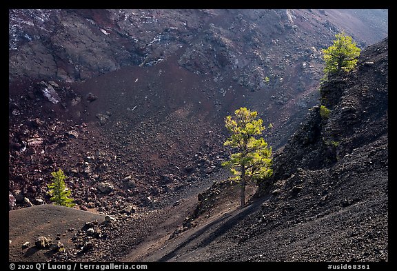 Pine trees growing inside cinder cone of Big Craters. Craters of the Moon National Monument and Preserve, Idaho, USA (color)