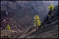 Pine trees growing inside cinder cone of Big Craters. Craters of the Moon National Monument and Preserve, Idaho, USA ( color)