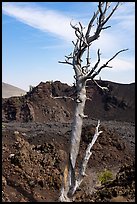 Tree skeleton and North Crater. Craters of the Moon National Monument and Preserve, Idaho, USA ( color)