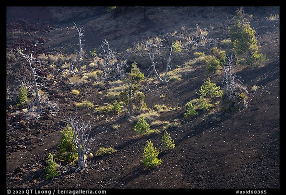 Tree skeltons and pine sapplings in North Crater. Craters of the Moon National Monument and Preserve, Idaho, USA (color)