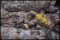 Lava rocks and blue tints of the Blue Dragon lava flow. Craters of the Moon National Monument and Preserve, Idaho, USA ( color)