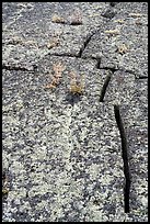 Fissures on pressure ridge. Craters of the Moon National Monument and Preserve, Idaho, USA ( color)