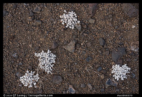 Close-up of dwarf buckwheat plants growing on cinders. Craters of the Moon National Monument and Preserve, Idaho, USA (color)