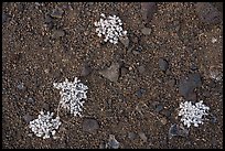 Close-up of dwarf buckwheat plants growing on cinders. Craters of the Moon National Monument and Preserve, Idaho, USA ( color)