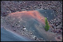 Pine tree, cinders and lava. Craters of the Moon National Monument and Preserve, Idaho, USA ( color)