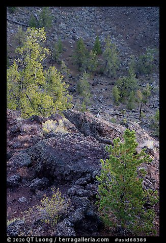 Limber pines in Echo Crater. Craters of the Moon National Monument and Preserve, Idaho, USA (color)