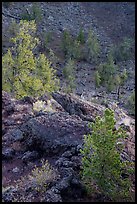 Limber pines in Echo Crater. Craters of the Moon National Monument and Preserve, Idaho, USA ( color)