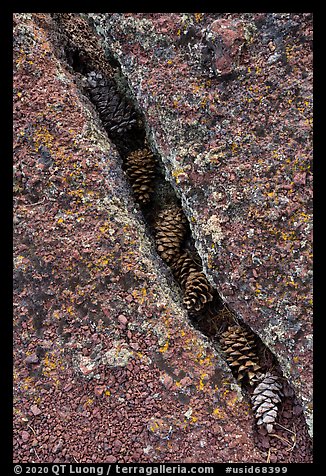 Fissure in lichen-covered lava filled with pine cones. Craters of the Moon National Monument and Preserve, Idaho, USA (color)