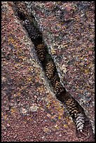 Fissure in lichen-covered lava filled with pine cones. Craters of the Moon National Monument and Preserve, Idaho, USA ( color)