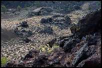 Flowers and dark lava rocks. Craters of the Moon National Monument and Preserve, Idaho, USA ( color)
