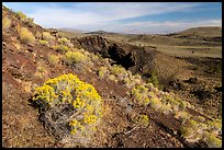 Sagebrush in bloom on Echo Crater. Craters of the Moon National Monument and Preserve, Idaho, USA ( color)