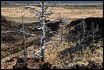 Tree skeletons, Echo Crater. Craters of the Moon National Monument and Preserve, Idaho, USA ( color)