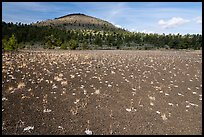 Dwarf buckwheat on cinders and Big Cinder Butte. Craters of the Moon National Monument and Preserve, Idaho, USA ( color)