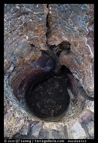 Hole left in lava rock by tree. Craters of the Moon National Monument and Preserve, Idaho, USA (color)