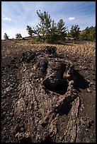 Lava tree. Craters of the Moon National Monument and Preserve, Idaho, USA ( color)