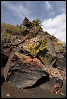 Basalt rocks with lichen. Craters of the Moon National Monument and Preserve, Idaho, USA ( color)