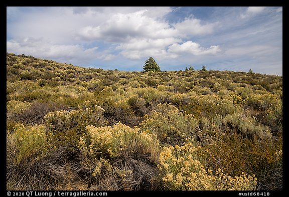 Sage and pines. Craters of the Moon National Monument and Preserve, Idaho, USA (color)