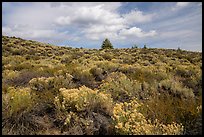 Sage and pines. Craters of the Moon National Monument and Preserve, Idaho, USA ( color)