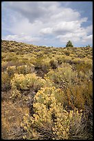 Sagebrush and pine tree. Craters of the Moon National Monument and Preserve, Idaho, USA ( color)