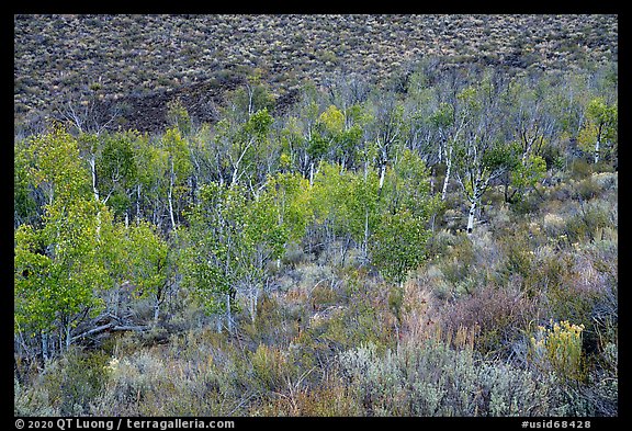 Aspen inside Snowdrift Crater. Craters of the Moon National Monument and Preserve, Idaho, USA (color)