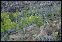 Aspen inside Snowdrift Crater. Craters of the Moon National Monument and Preserve, Idaho, USA ( color)