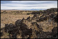 Sunflower, edge of Laidlaw Kipuka. Craters of the Moon National Monument and Preserve, Idaho, USA ( color)