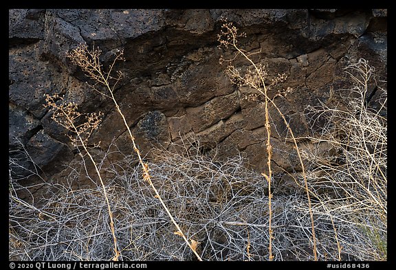 Grasses and basalt rocks. Craters of the Moon National Monument and Preserve, Idaho, USA (color)