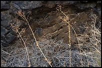 Grasses and basalt rocks. Craters of the Moon National Monument and Preserve, Idaho, USA ( color)