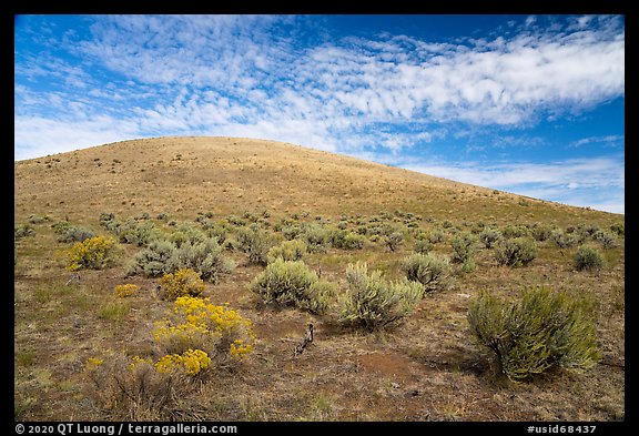 Rabbitbrush and Bear Den Butte. Craters of the Moon National Monument and Preserve, Idaho, USA (color)