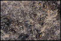 Close up of lava rocks with grasses. Craters of the Moon National Monument and Preserve, Idaho, USA ( color)