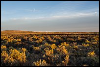 Sagebrush and moon near Wapi Park. Craters of the Moon National Monument and Preserve, Idaho, USA ( color)