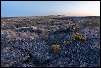 Pahoehoe lava from Wapi Flow and flowers at dawn. Craters of the Moon National Monument and Preserve, Idaho, USA ( color)