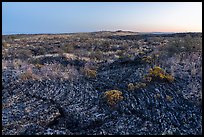 Pahoehoe lava from Wapi Flow and flowers at dawn. Craters of the Moon National Monument and Preserve, Idaho, USA ( color)