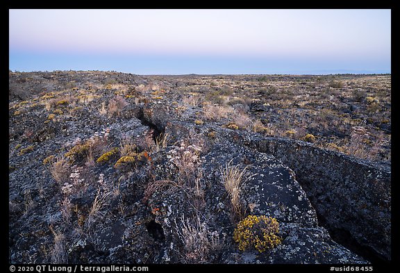 Flowers on Wapi Flow lava. Craters of the Moon National Monument and Preserve, Idaho, USA (color)